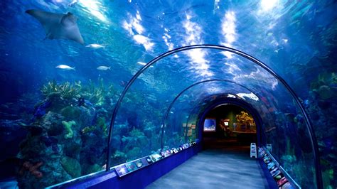 Nola aquarium - The Audubon Institute's $41M bet: a refurbished aquarium will spark post-pandemic revival. Crews work on the new entrance to the Audubon Aquarium in New Orleans on Tuesday, May 23, 2023 as final ...